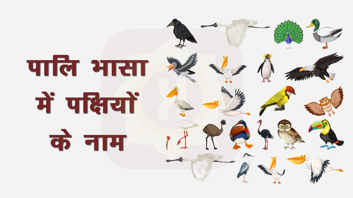 Birds Name in Pali Language