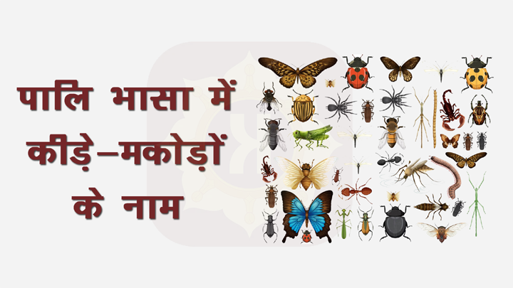 Insects Name in Pali Language
