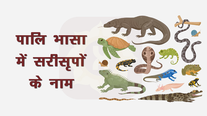 Reptiles Name in Pali Language